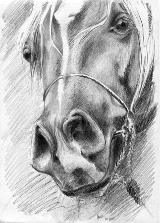 Лошадь рисунок карандашом