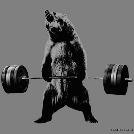 Медведь штангист