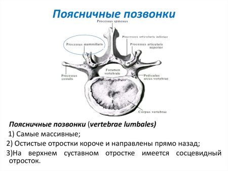 Строение поясничного позвонка животных