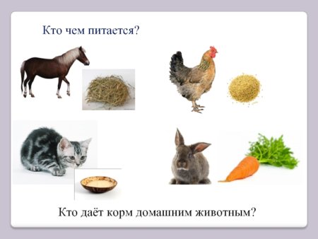 Еда для домашних животных