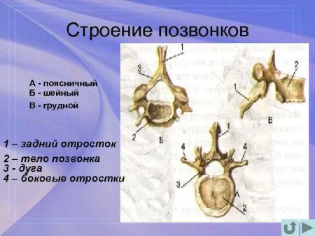 Строение позвонка человека