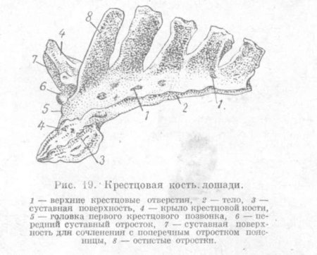 Крестцовые позвонки животных анатомия