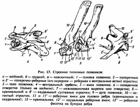 Строение грудного позвонка КРС