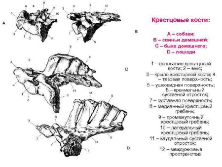Крестцовые позвонки животных