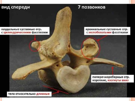Грудной позвонок лошади анатомия