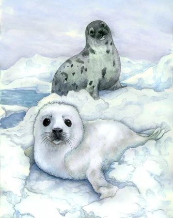 Байкальская Нерпа Белек