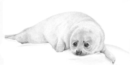 Байкальский нерпенок Белек рисунки