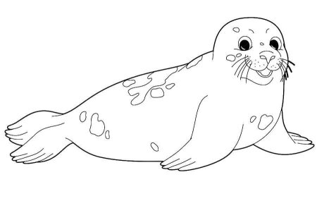 Морской котик раскраска