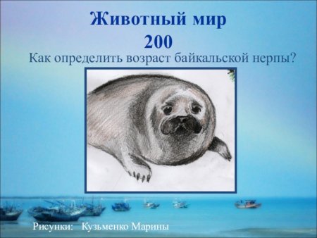 Нерпа Покров тела