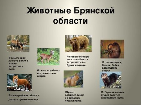 Животные Брянской области