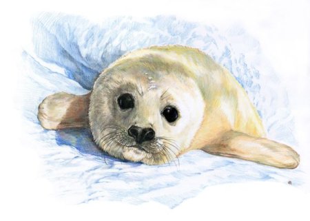 Байкальский нерпенок Белек рисунки