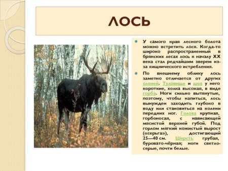 Животные красной книги Брянской области