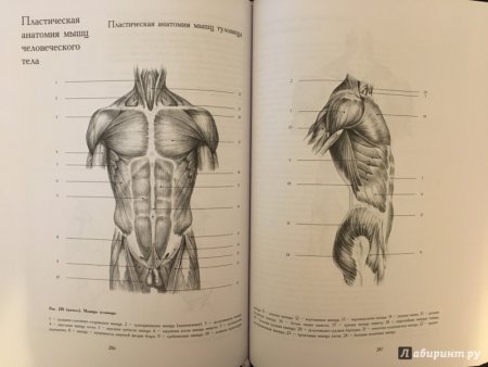 Мышцы тела пластическая анатомия