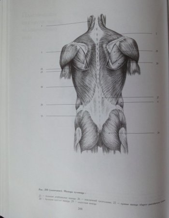 Пластическая анатомия Николай ли