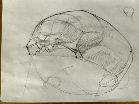 Конструктивный рисунок черепа