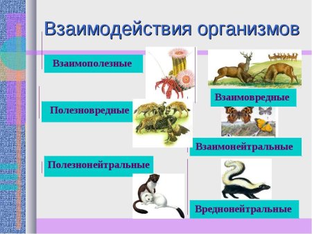 Взаимоотношения животных в природе