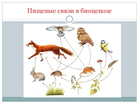 Пищевые связи это в биологии 7 класс