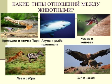 Взаимоотношения животных в природе