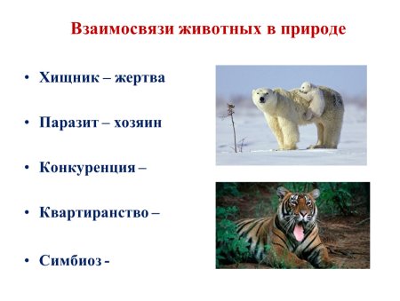 Взаимосвязи животных в природе 7 класс