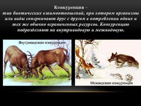 Конкуренция примеры