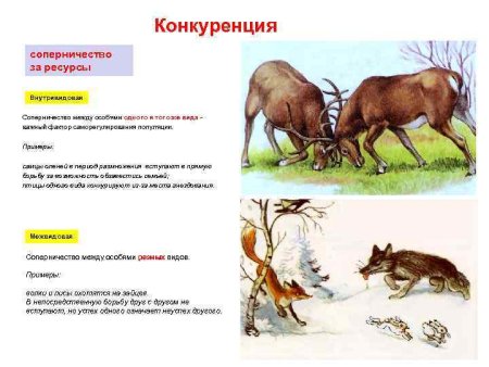 Конкуренция примеры взаимоотношений