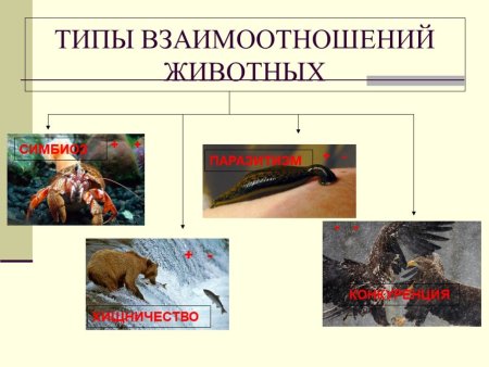 Взаимоотношения животных в природе