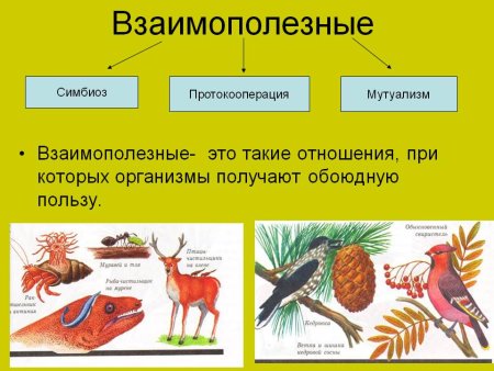 Типы взаимоотношений организмов (симбиоз