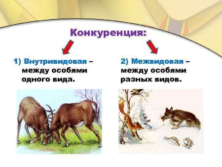 Внутривидовая и межвидовая конкуренция