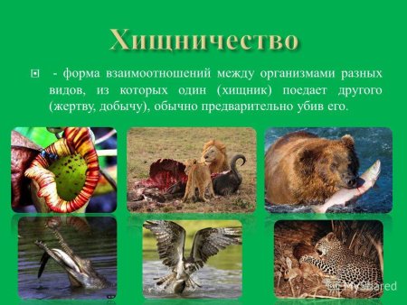 Взаимодействие между живыми организмами