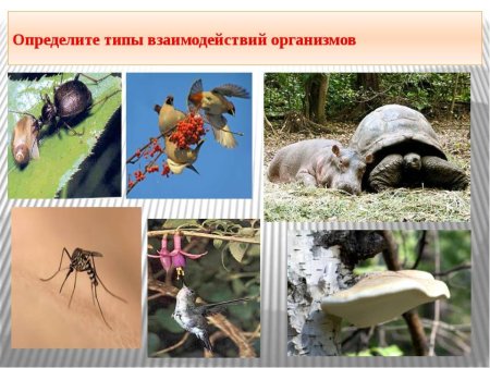 Взаимоотношение живых организмов
