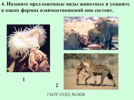 Взаимоотношения животных