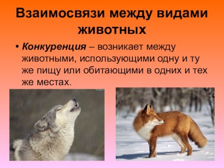 Взаимосвязь между животными