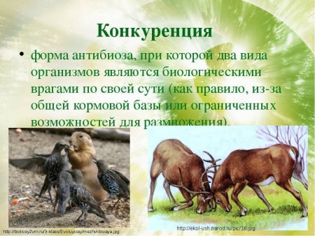 Формы межвидовых отношений антибиоз