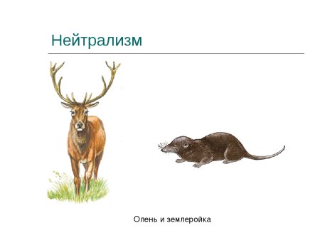 Нейтрализм примеры животных