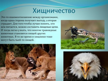 Хищничество взаимоотношения