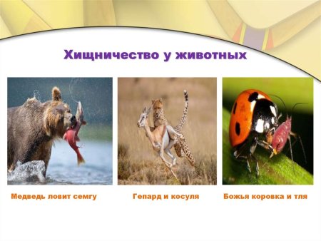 Хищничество примеры
