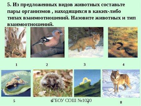 Взаимоотношения животных в природе