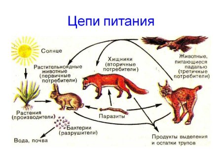 Как составить цепь питания