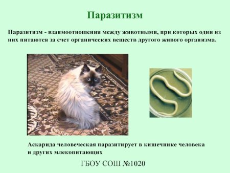 Паразитизм примеры животных