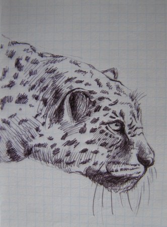 Леопард набросок