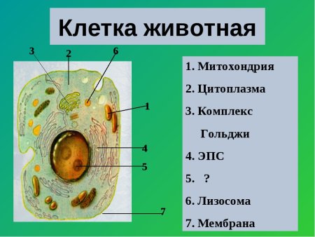 Клетка животных 5 класс биология