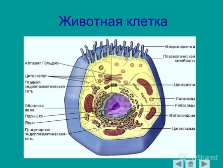 Схема эукариотической клетки животного
