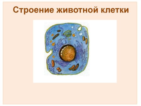 Строение живой клетки биология