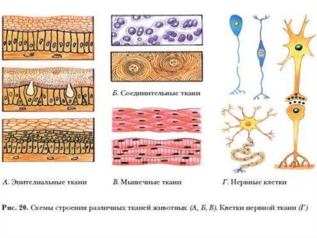 Эпителиальная ткань соединительная ткань мышечная ткань