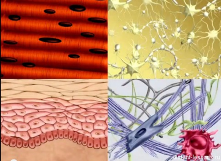 Ткани животных