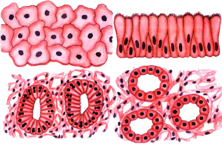 Строение клетки эпителиальной ткани