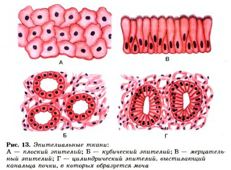 Строение эпителиальной ткани анатомия