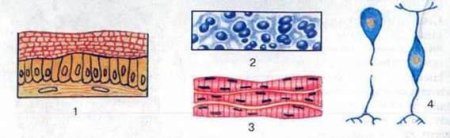 Строение различных тканей и клеток животных
