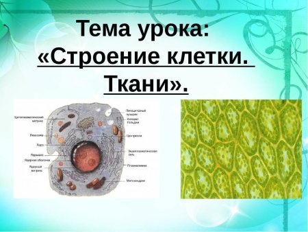 Биология 5 класс тема ткани
