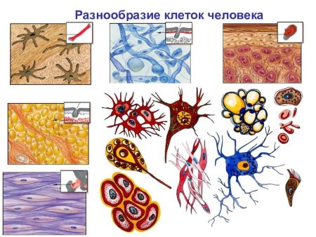 Разнообразие клеток и тканей организма человека